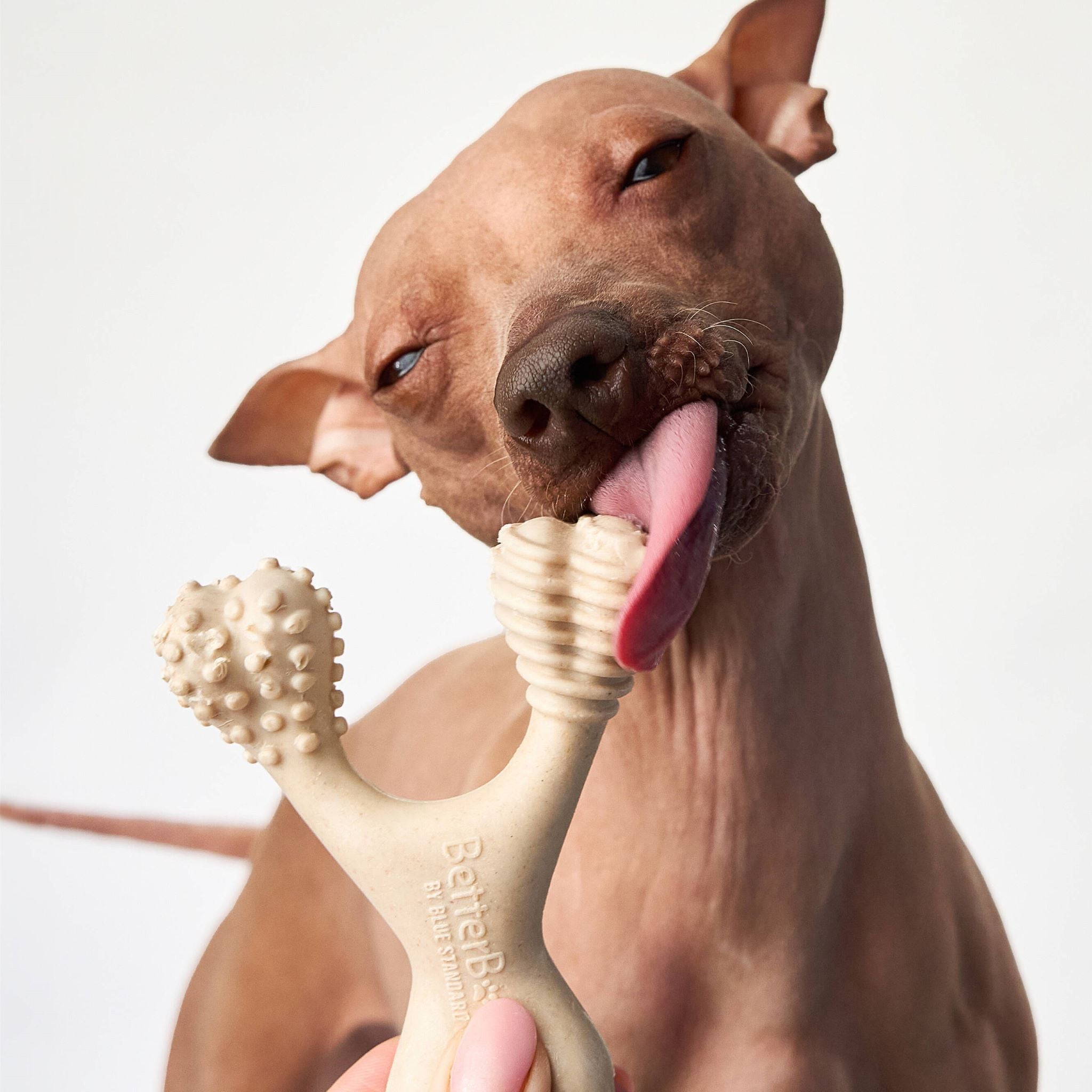 BetterBone MEDIUM Durability CHEW TOY: Perfect Chew for Everyday Chewers | Natural Ingredients, Eco-Friendly, Non-Toxic